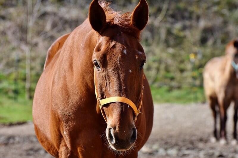 monthuchon-equi-loisirs-1