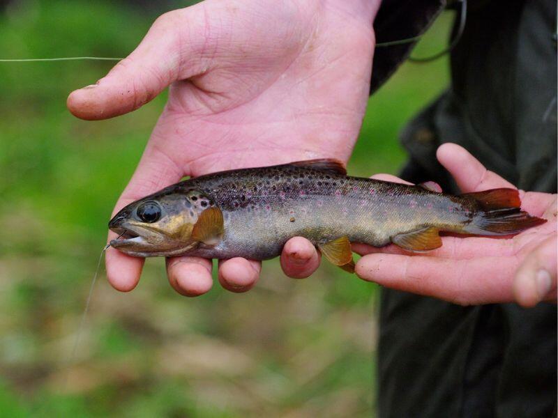 FDAAPPMA50_Pêche au toc*