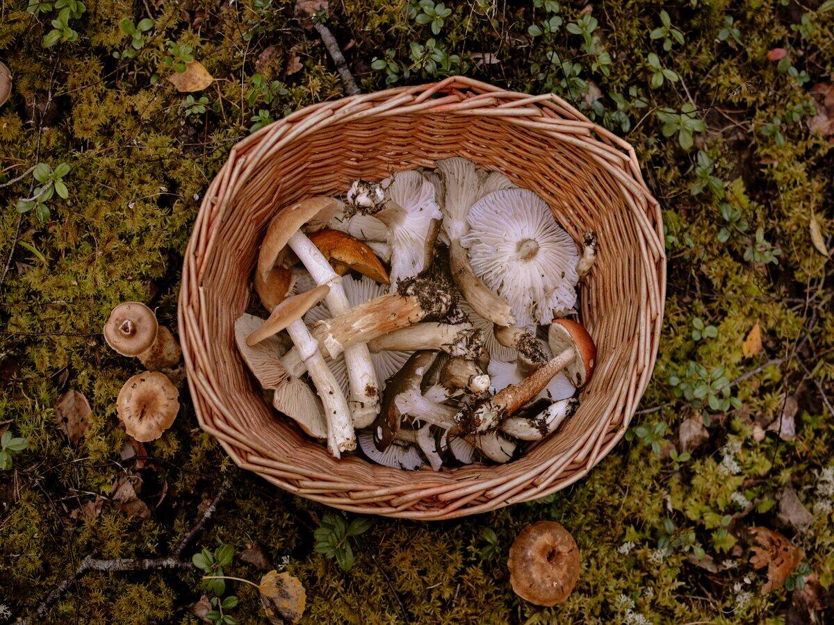 Champignons