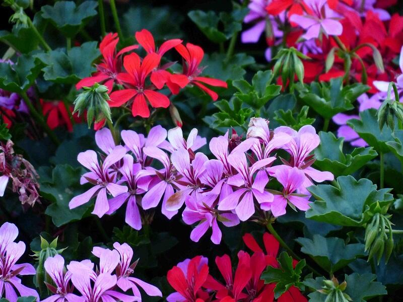 plantes
