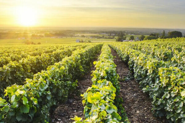 vendangeur-dun-jour-au-domaine-bourcier-pre--fils-39dbc
