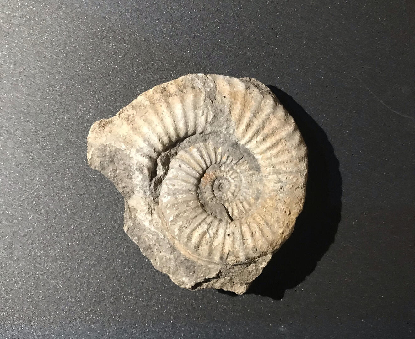 exposition-mineraux-fossiles-amonite