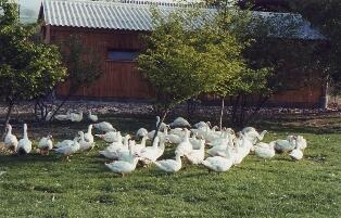 canards-ferme-auberge-La-Touche-Le-Tremblay-49-DEG