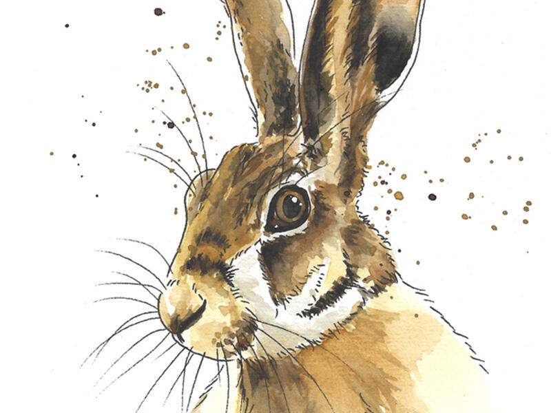 Aquarelles-Animalières