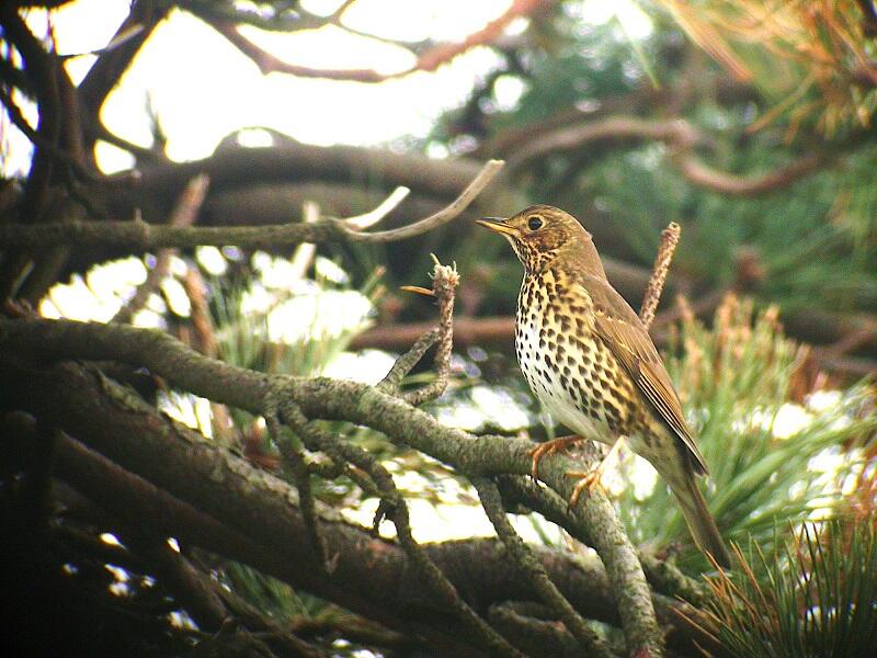 1-les oiseaux chanteurs de la vallée des peintres