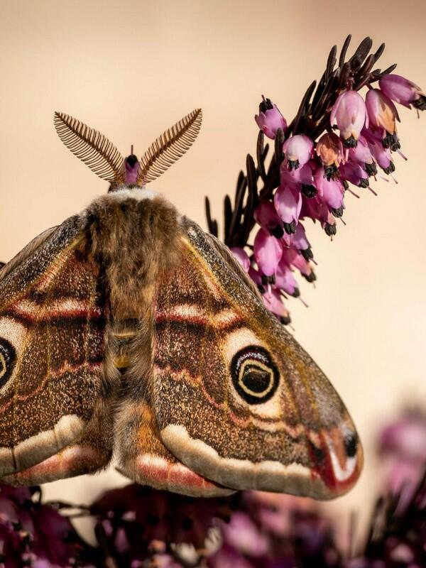 13 juin Observation des papillons Mauves