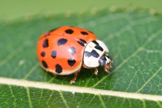 24 JUIN coccinelle Bresolettes