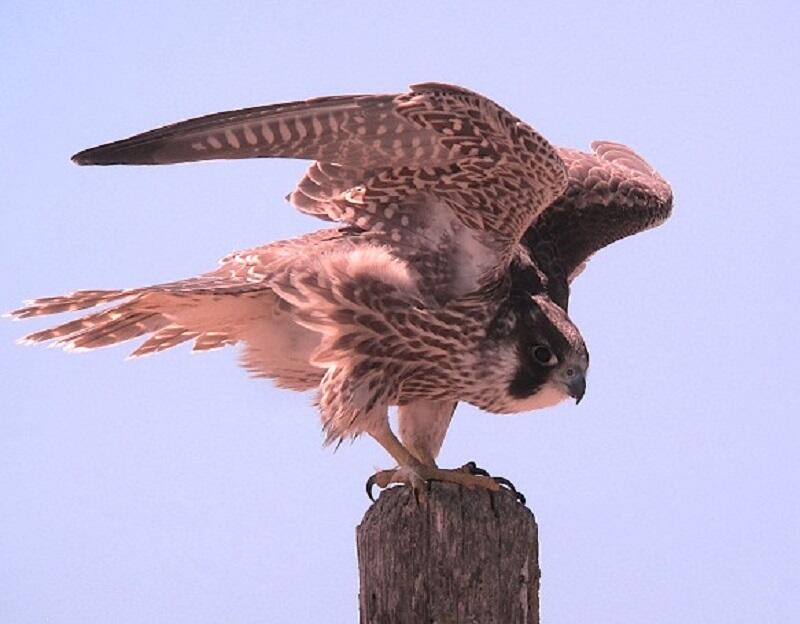 Au pays des rapaces