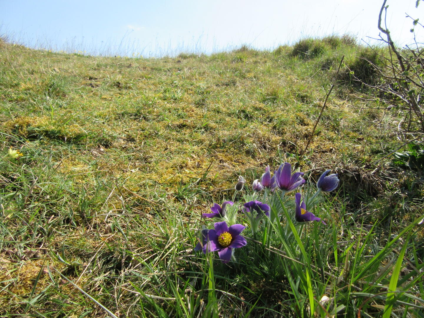 Butte des Rocs Anemone pulsatille