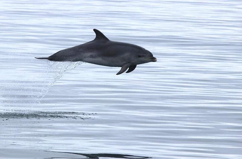 Chausey ©BirdingMSM