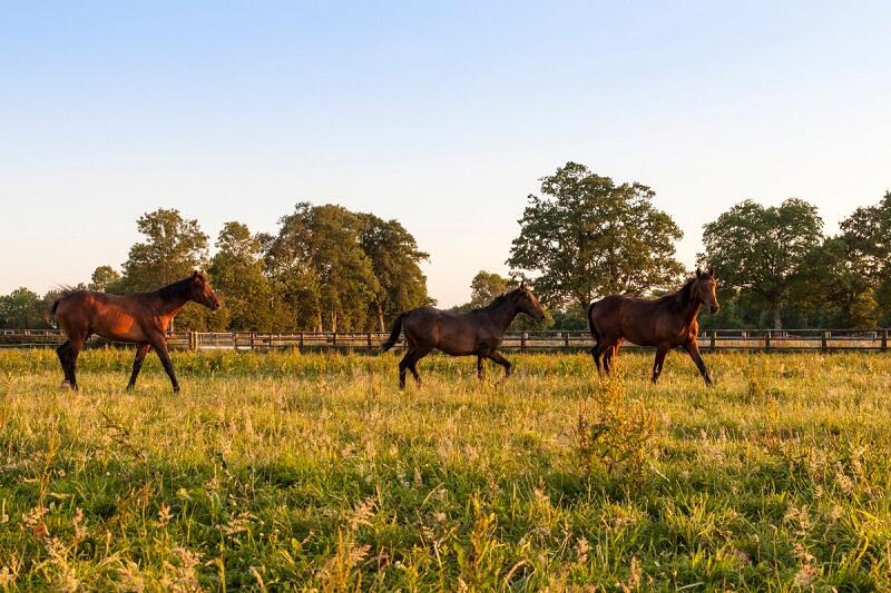 Chevaux_dans_les_champs-credit-OTGTM-Thomas_JOUANNEAU-1371-1200px