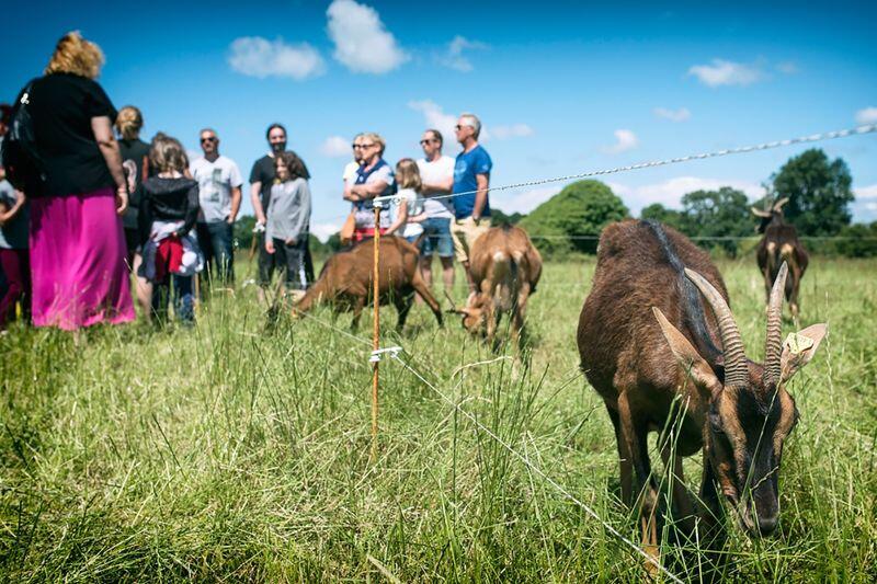 Ferme La Chèvre Rit_Découverte®kreazim noramandie 2016 4