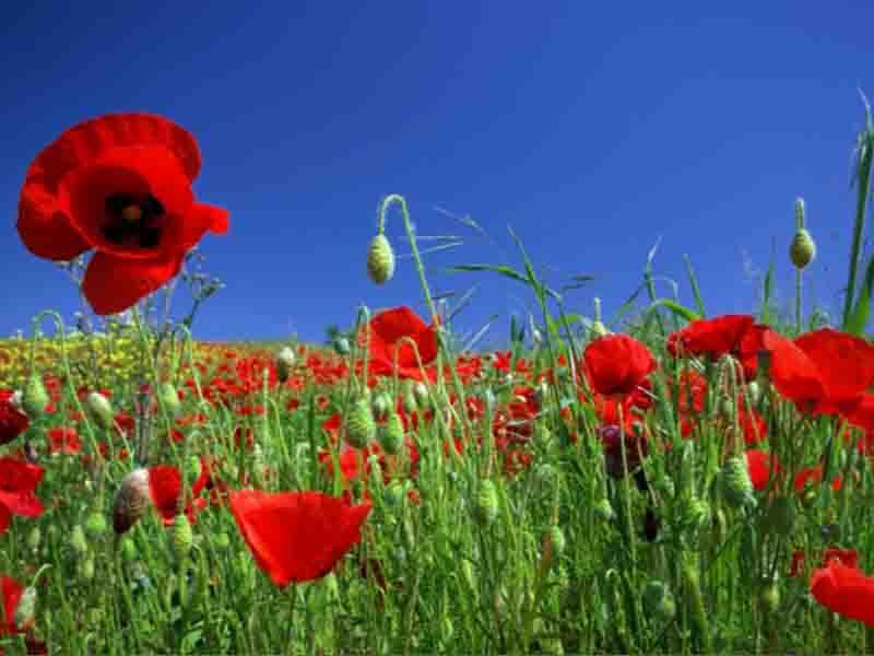 Coquelicot 800x600
