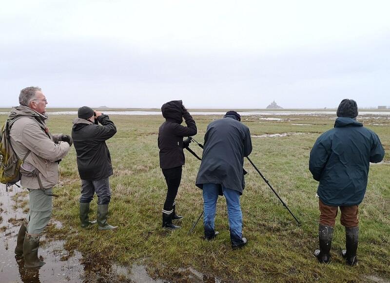Dimanche Birding en baie