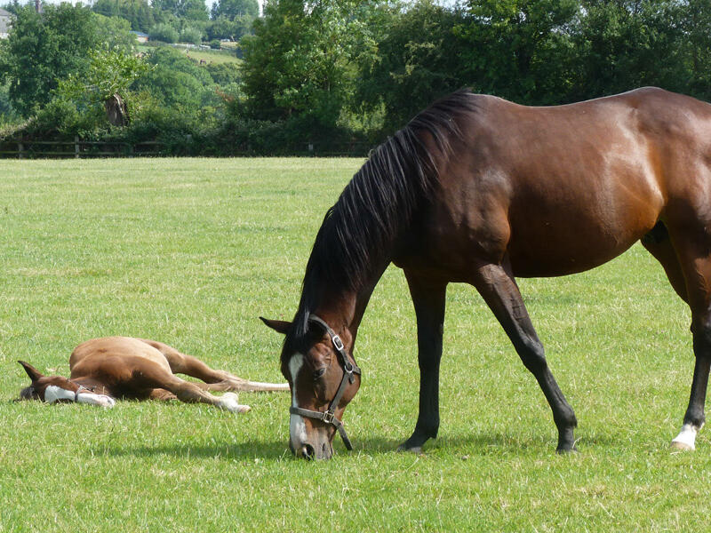 expo-cheval-normandie-toute-une-histoire-bagnoles-orne