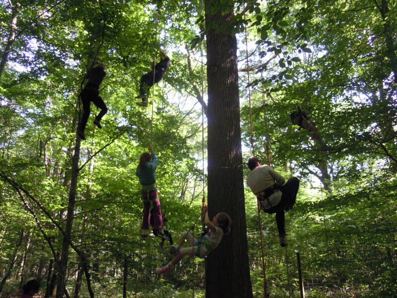 Grimpe d'arbre