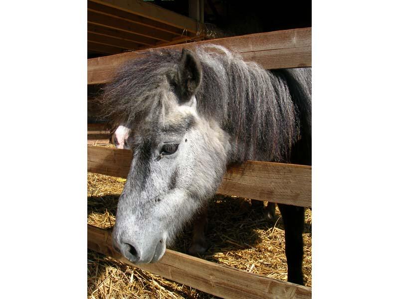Haras des Mairins Berdris - La Chapelle Montligeon