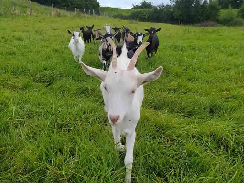 Les animeaux de la Ferme laFermedapolline