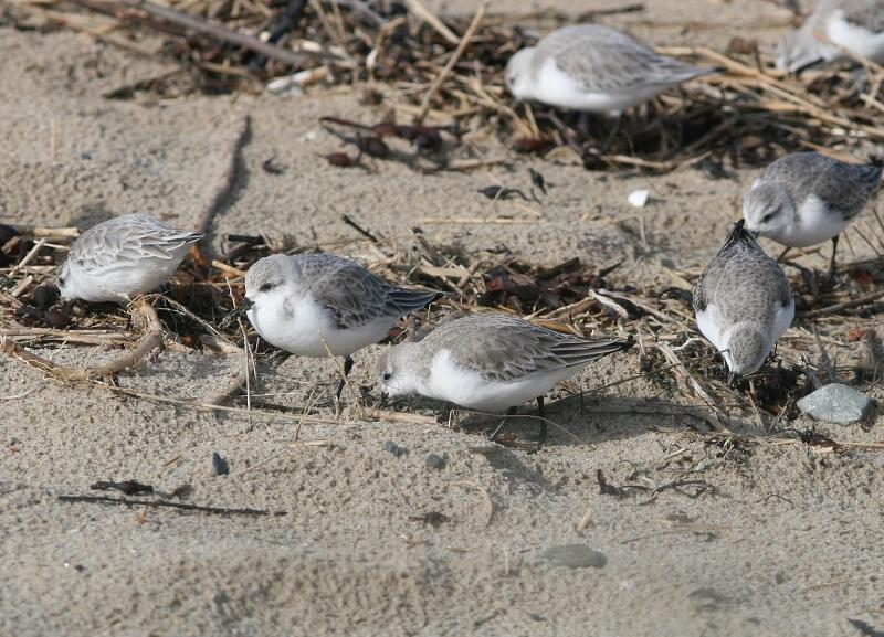 Les oiseaux de la plage