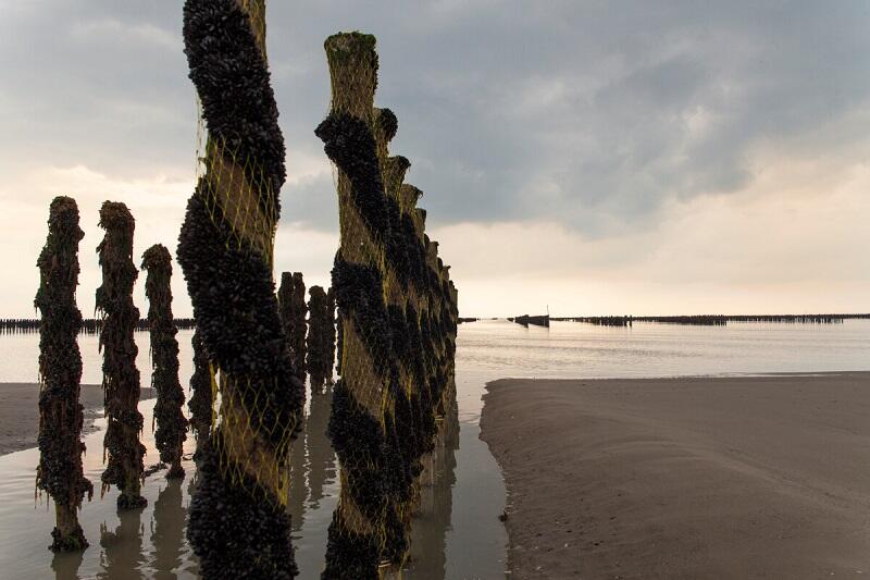 Mytiliculture_a_Saint-Martin-de-Brehal-credit-OTGTM-Thomas_JOUANNEAU-21897-1200px