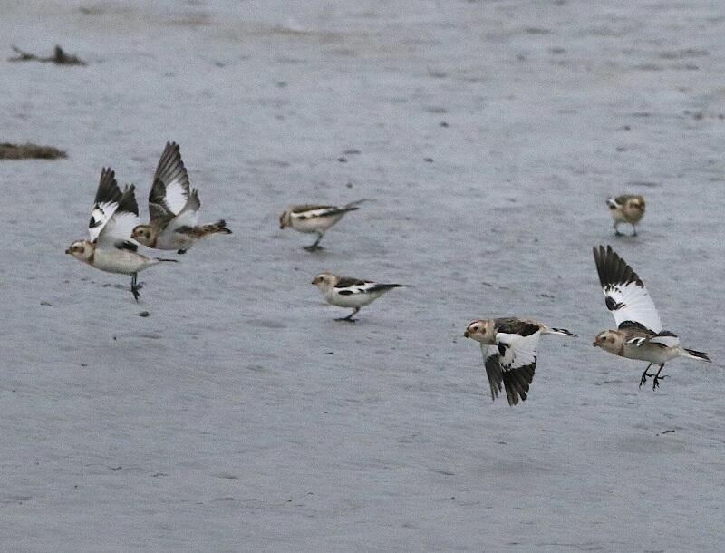 Oiseaux nordiques