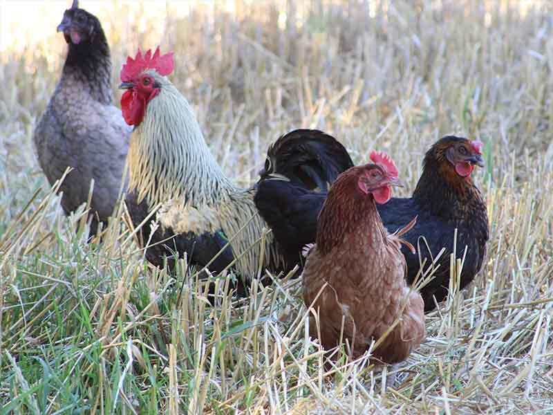 Oiseaux de la ferme ©F.Demeule