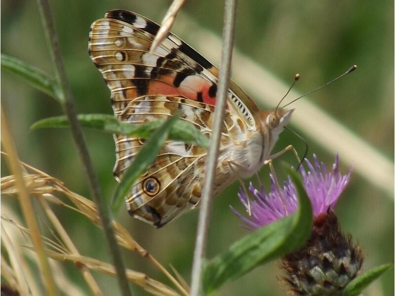 Papillon