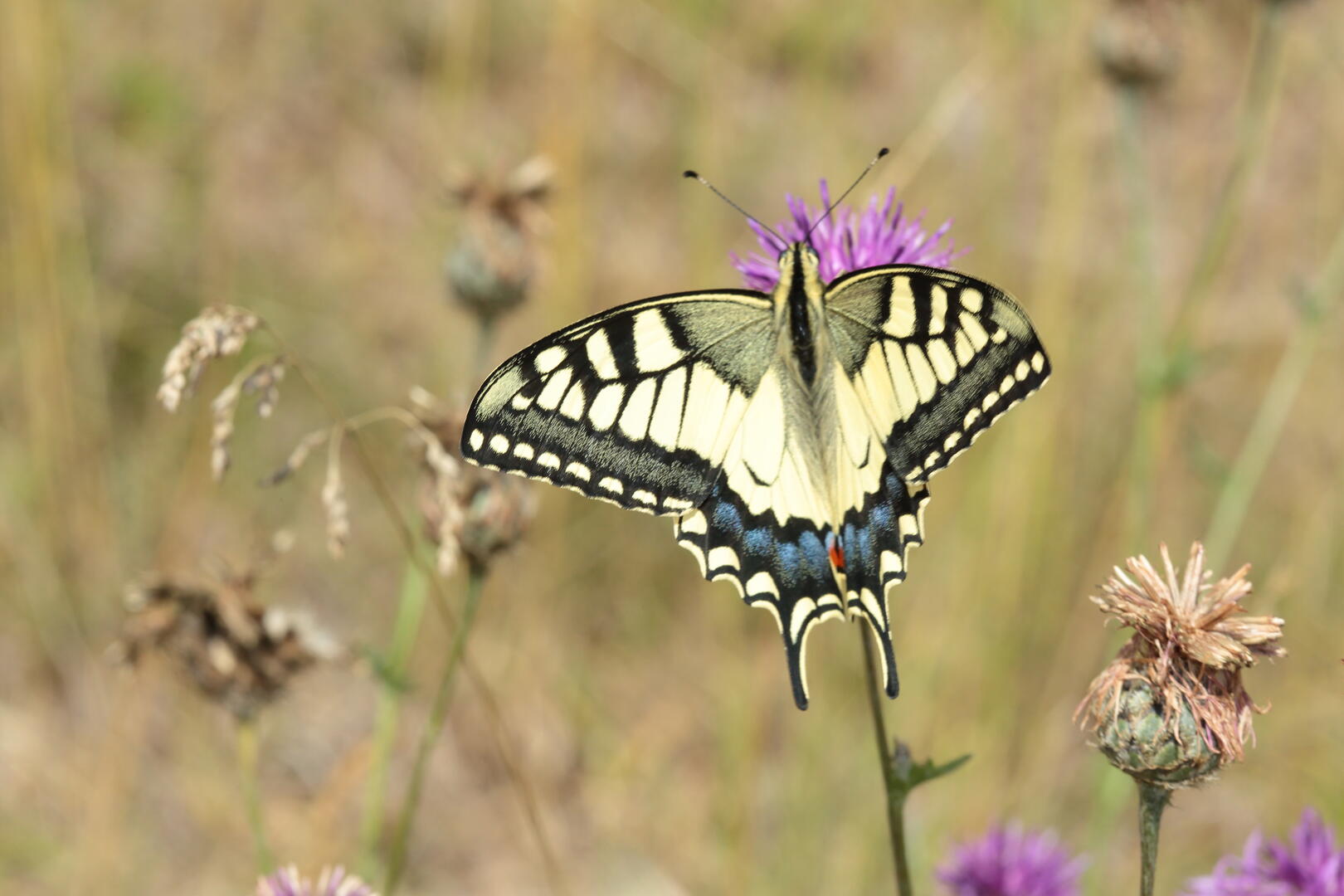 Papillon_Coteau_Bandonnière_C.AUBERT