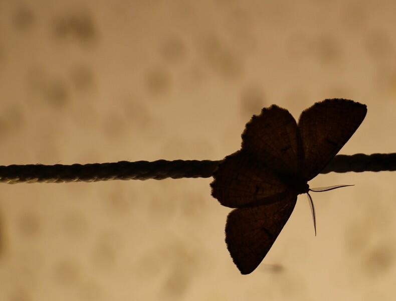 Papillon de nuit
