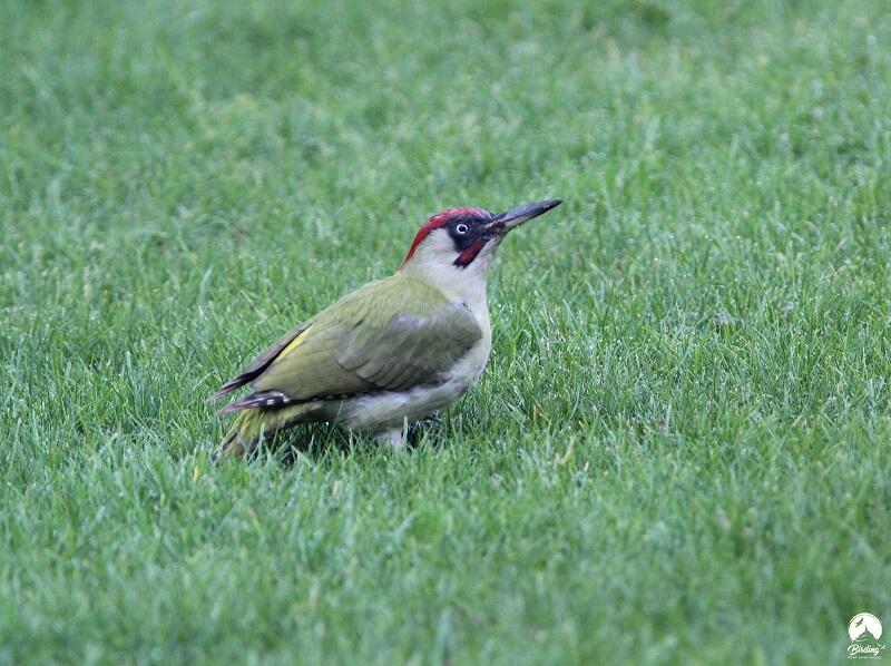 Rencontre oiseaux forestiers