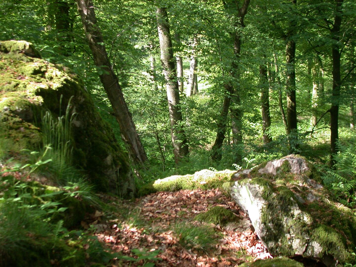 Bagnoles-de-l-orne-randonnée