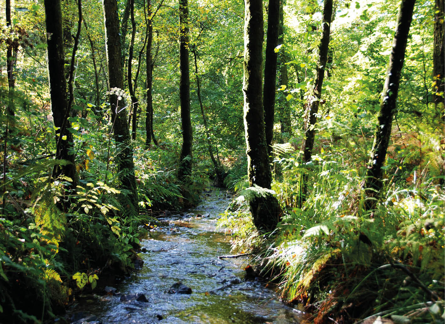 Sortie nature 348x240