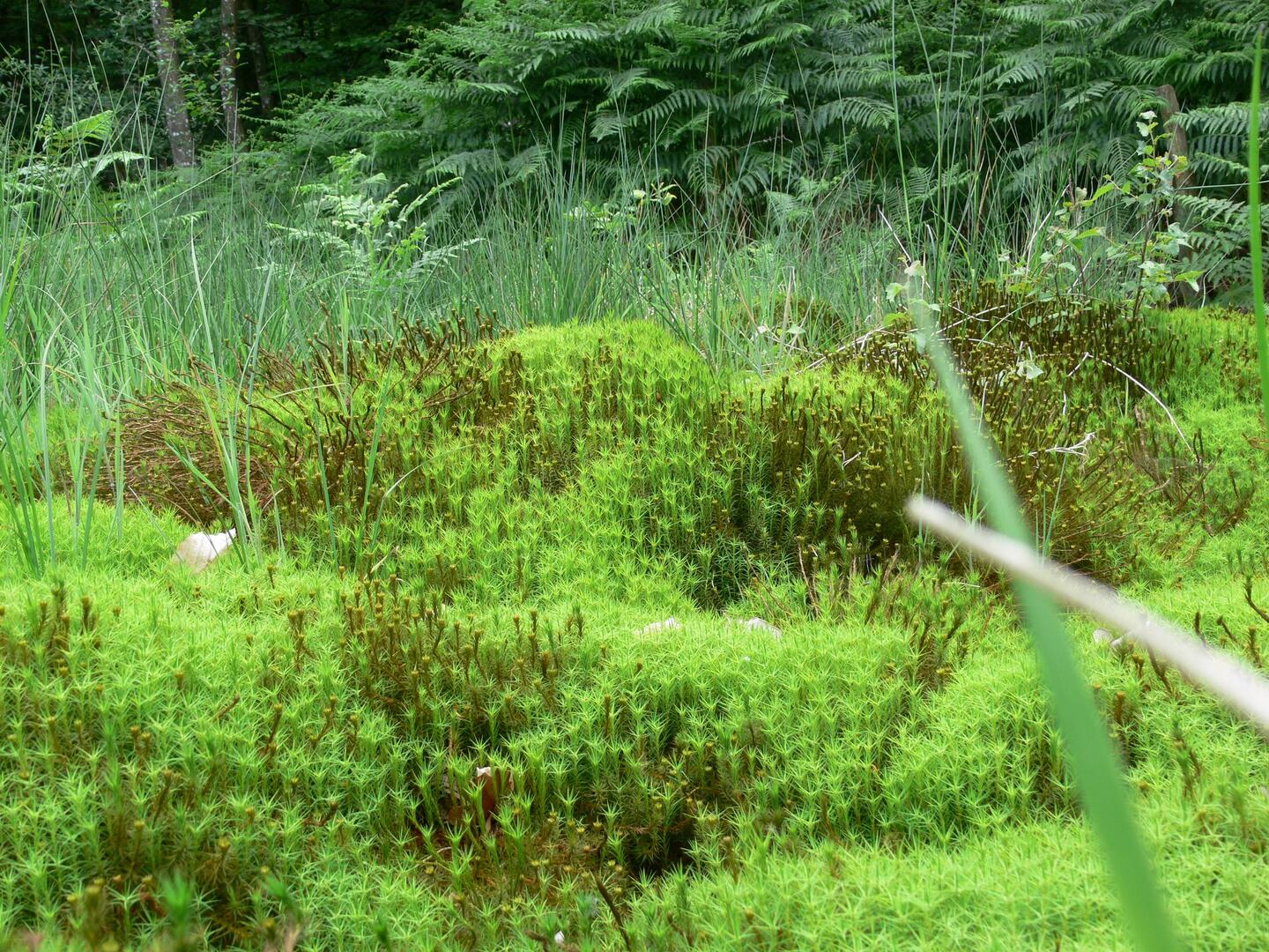 Tourbière de Commeauche