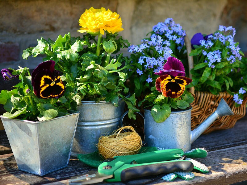 Troc-plantes-800