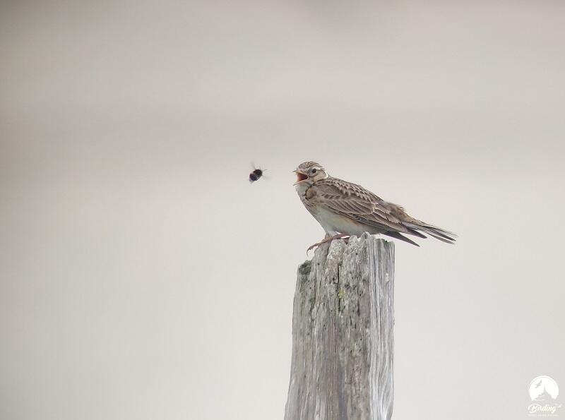 Univers des oiseaux chanteurs