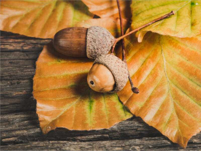 acorns-800x600