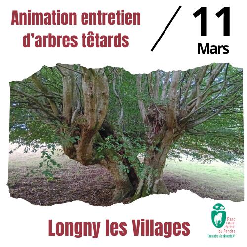 arbres tetard