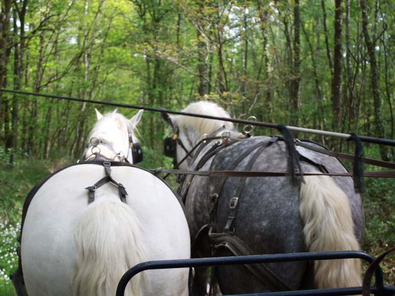 Attelage de l'élevage du Verger - Origny le Butin