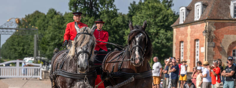 attelage_percheron