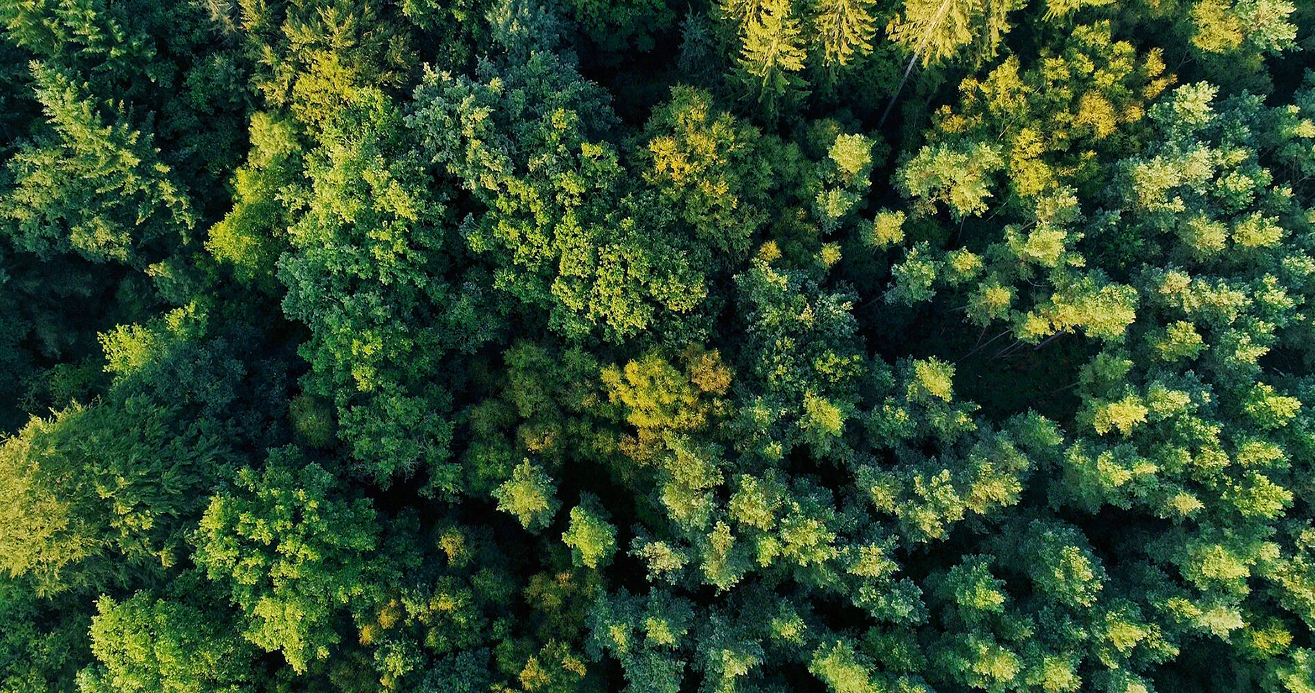 bagnoles-orne-foret-andaines-nature-arbre-vue-ciel