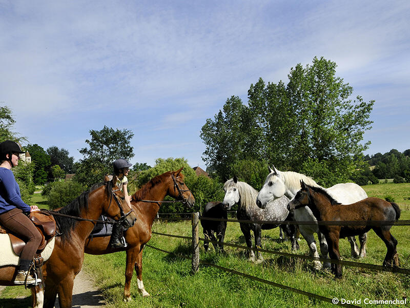 Randonnée à cheval dans l'Orne