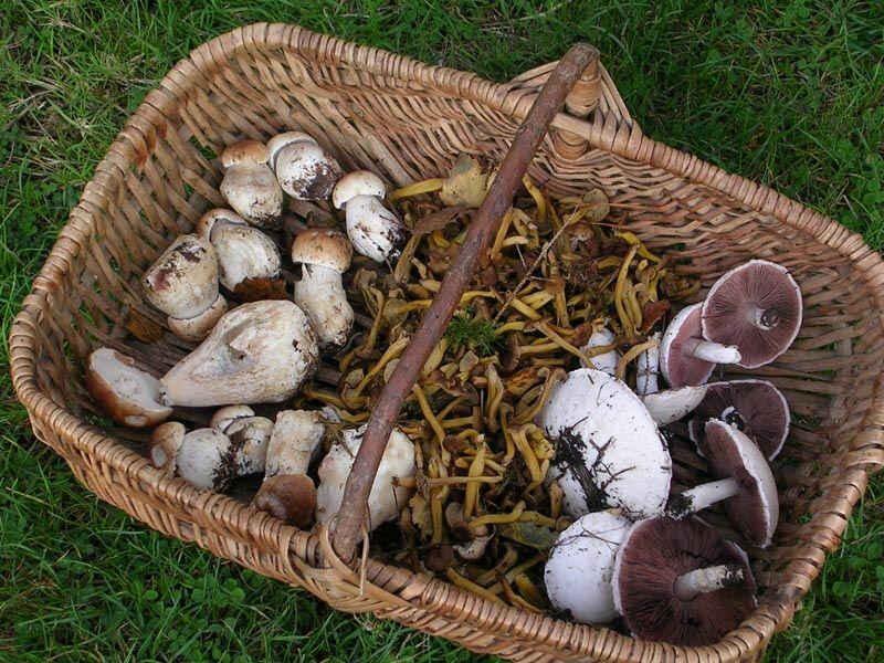 champignons
