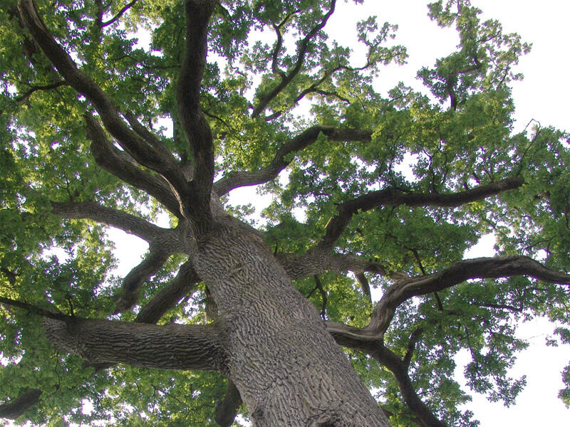 chene-hippolyte-foret-andaines