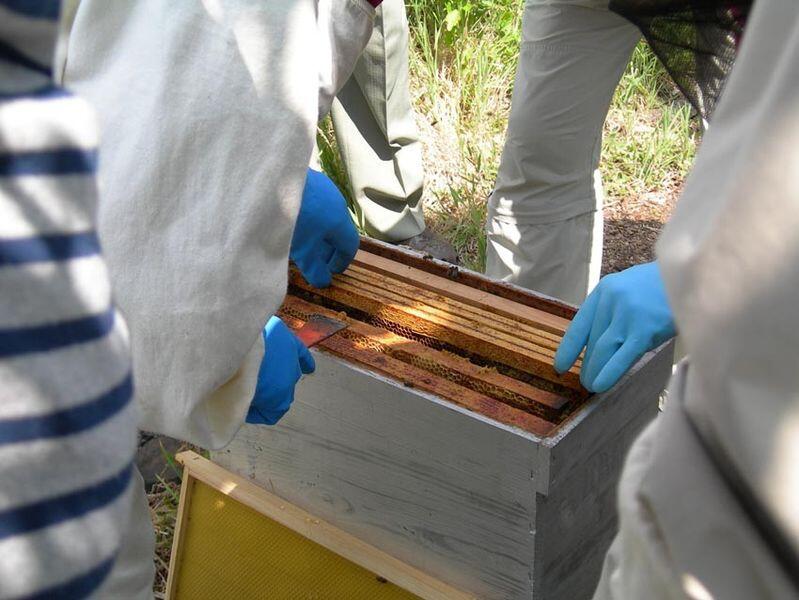ecomusee-apiculture_1_800