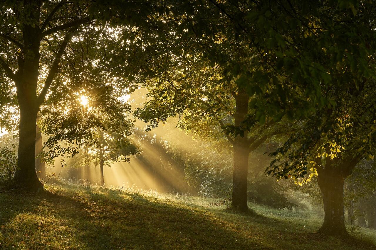 Tous en forêt