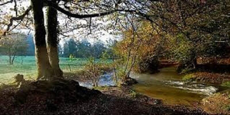foret luc