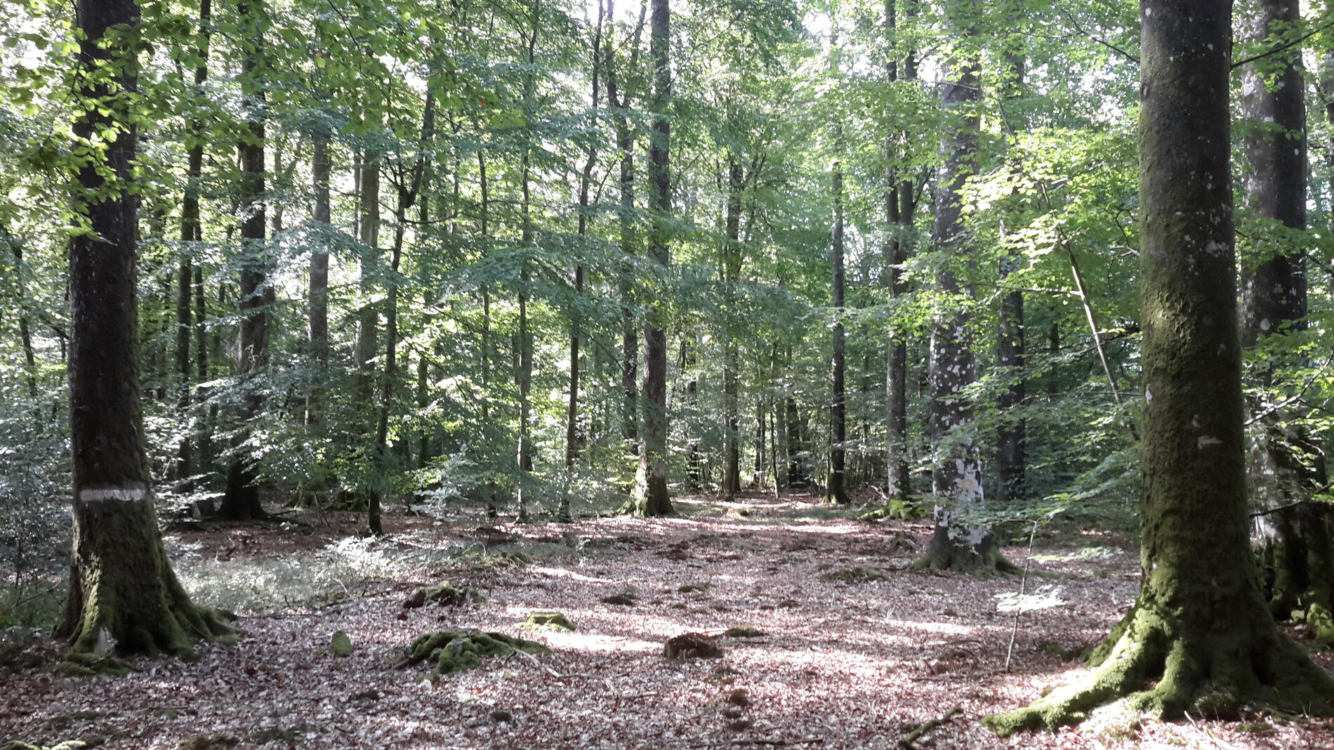 forêts (4)