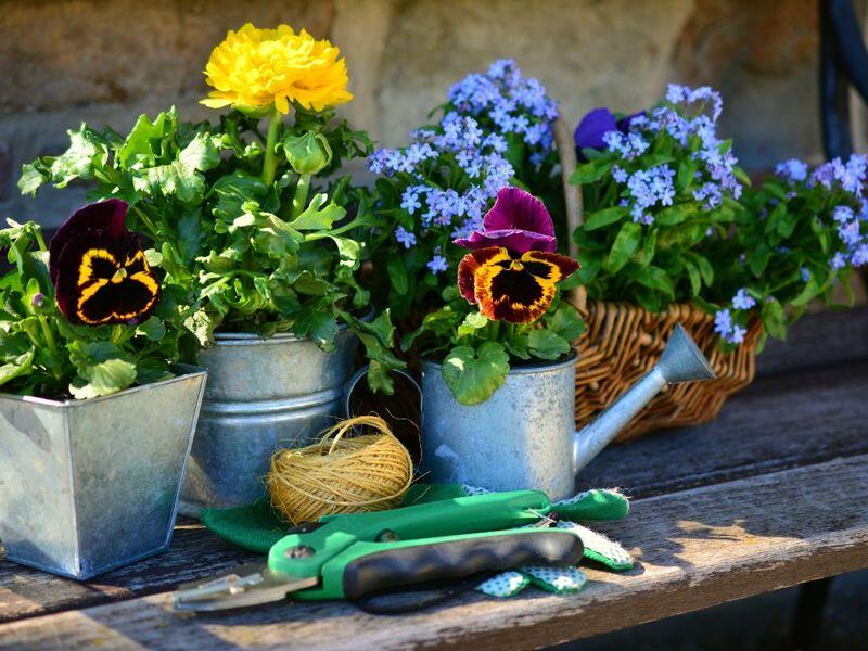 garden_flowers_plant_flowers_gardening_spring_forget_me_not_gardener_bank-1382748