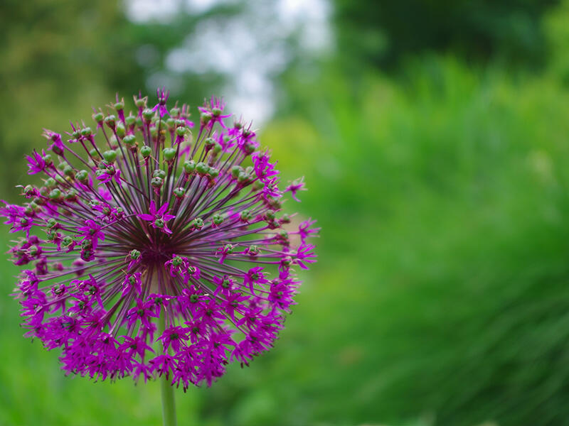 jardin-800