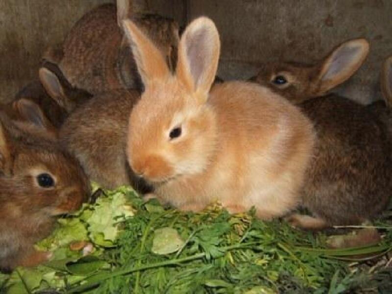 lapin ferme chevre rit